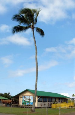 Hawaii tarzı ilkokul, Hawaii 'nin Büyük Adası' ndaki Hawi 'nin çocuklarına eğitim sağlar. Bina bir katlı, bir ucunda duvar resmi var..
