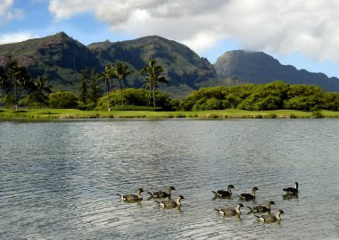 Bir grup Nene kazı, Hawaii 'deki bir lagünün liderini takip ediyor. Golf sahası lagünü çevreledi.                           