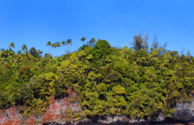 Hawaii 'nin Büyük Adası' ndaki Onomea Körfezi 'nde uçurum hattı. Palmiye ağaçları sırtı ve çiçek açan Afrika lale ağacı..