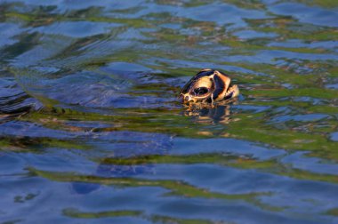 Green sea turtle surfaces for air in Honaunau Bay on the Big Island of Hawaii.  Turtle's head clears the surface and its mouth is open.