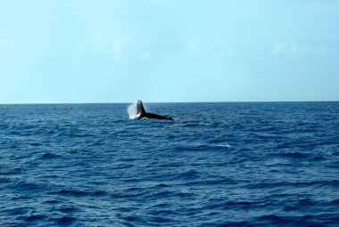 Whale uses his tail fins to slap the water.  He is off the Big Island of Hawaii.                              clipart