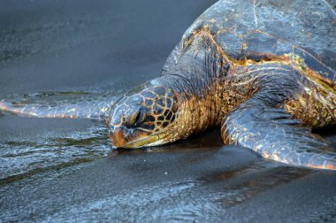 Nesli tükenmekte olan yeşil deniz kaplumbağası Hawaii 'nin Büyük Adası' ndaki Unalu 'u Black Sand Plajı' nda dinleniyor. Yakından bakınca gözlerinin açılmaya başladığını ve yüzgeçlerinin kuma serildiğini görüyoruz..