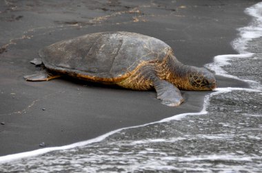 Yeşil Deniz Kaplumbağası uyuyor. Kafasına ulaşan okyanustan habersiz. Büyük Hawaii Adası 'ndaki Punaluu Sahili' nin kara kumsalında yatıyor..