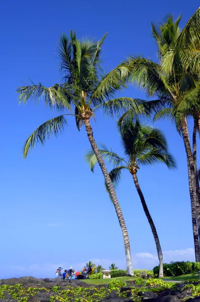 Hawaii 'nin büyük adasındaki palmiye yapraklarının altında beş kişilik bir aile pikniği..