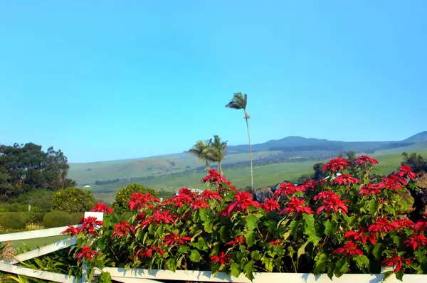 Hawaii Adası 'nda beyaz, ahşap, çit sırası boyunca güzel noktalar çiçek açar. Kohala Dağları Büyük Ada 'dan yükseliyor..