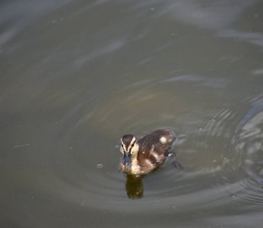Küçük bebek Melez Mallard, Tennessee, Hendersonville 'deki Memorial Park' ta gölün yüzeyinde yüzüyor..