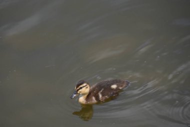 Küçük melez Mallard, Hendersonville, Tennessee 'deki Memorial Park' ta gölde yüzüyor..