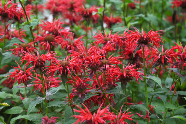 Beebalm's prolific flowers are a splash of vibrant red on the Lake Lure Flowering Bridge, North Carolina.