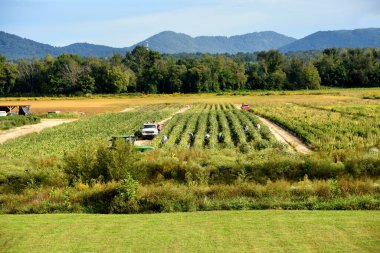 İşçiler Asheville, Kuzey Carolina 'daki büyük bir tarladan domates topluyor. Blue Ridge Dağları arka planda oturur.