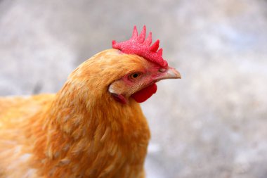 Bu küçük kırmızı tavuk merakla dolu. İlgi alanının nesnesine bakarken başı hafifçe yana eğilmiş..