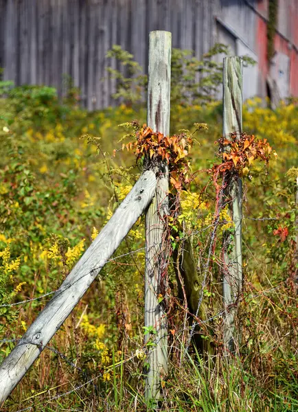 İki ahşap çit direği, sonbaharın başında turuncuya dönen sarmaşıkları sergiliyor..