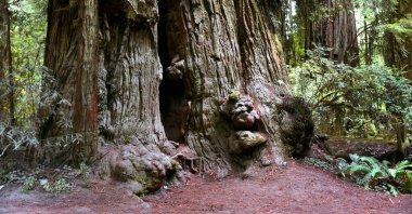 Burls stackup around base of giant Redwood, in Redwood National Forest, in California.  Redwood is huge and is hollow in center. clipart