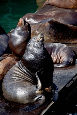 Deniz Aslanı paltodaki sporu kaşımak için yüzgecini kaldırır. Bir grup Deniz Aslanı Newport, Oregon 'da bir rıhtımda dinleniyor..