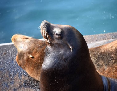 İki deniz aslanı Newport, Oregon 'da bir rıhtımda uyukluyor. Birinin gözleri açık, diğerinin ise kapalı..