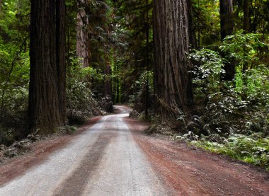 Walker Yolu, Kaliforniya 'daki Jedadiah Smith Redwood Eyalet Parkı' ndaki dev sekoya ve sekoya ağaçlarının etrafında eserken kıvrımlıdır. Yol toprak ve çakıl..