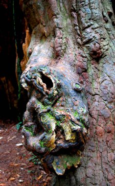 Büyüleyici burunlar, ağaçların büyümesi, Kaliforniya 'daki Jedadiah Smith Redwood Eyalet Parkı' ndaki bir trolün görüntüsünü oluşturuyor..