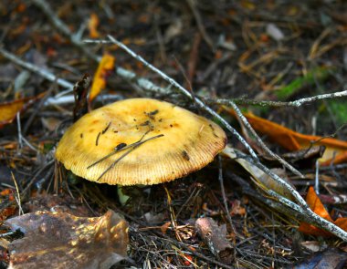 Renkli sarı kaplama mantara sarı şemsiye denir. Bu Oregon 'da yetişiyor..