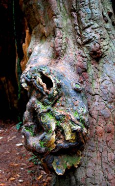 Büyüleyici burunlar, ağaçların büyümesi, Kaliforniya 'daki Jedadiah Smith Redwood Eyalet Parkı' ndaki bir trolün görüntüsünü oluşturuyor..