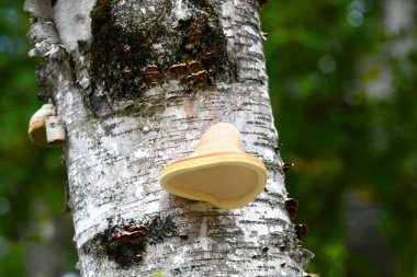 Sarı ve kahverengi çerçeveli mantar New Hampshire 'daki bir huş ağacının gövdesinden yetişir. Çan şeklinde..