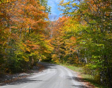 Kavisli toprak yol, ağaç dallarının altında kaybolur. Sonbaharda renklenir. Yapraklar turuncu ve sarıdır. Mavi gökyüzü güneşli..