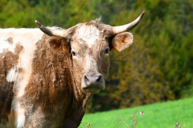 Kahverengi ve beyaz yamalar bu melez ineği boynuzlarıyla kaplıyor. İnek kameraya bakıyor ve fotoğraf yakın plan..