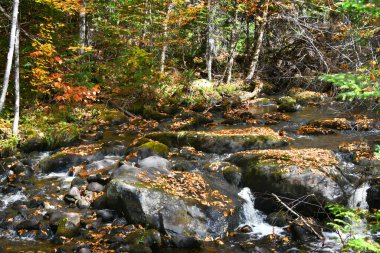 Kaya ve taşlar, sessiz derede su saptırma sağlar ve küçük şelaleler oluşturur. Sonbahar yaprakları bu sessiz Vermont deresinde kayaları örtüyor..