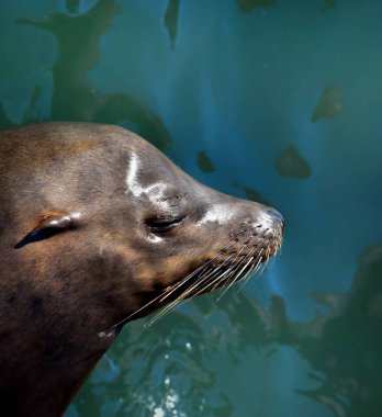 Yakından bakınca Yalnız Fok Aslanı 'nın profili görünüyor. Oregon Newport Körfezi 'nin mavi-yeşil suyu....