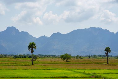 Uzakta, yeşil pirinç tarlalarında, dağlarda ve bulutlarla kaplı gökyüzünde iki hurma ağacı....