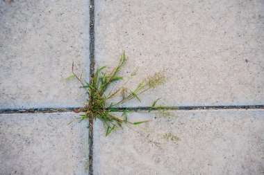 Yol boyunca büyüyen küçük bir ot yığını ve kare şeklinde yapılmış bir yürüyüş yolu..