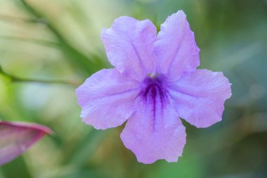 Çiçek açan mor çiçekler, yapraklarını arkaplan olarak kullanılabilecek güzel yeşil bir arkaplanda sergiliyorlar..