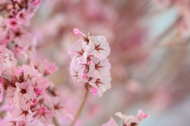 Pembe çiçek şeklindeki yüzey polenlerin detaylarını gösteriyor. Bu bir duvar resmi..