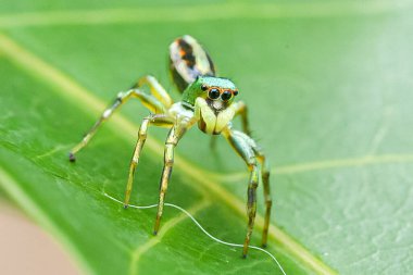 Yaprağın üzerindeki örümcek