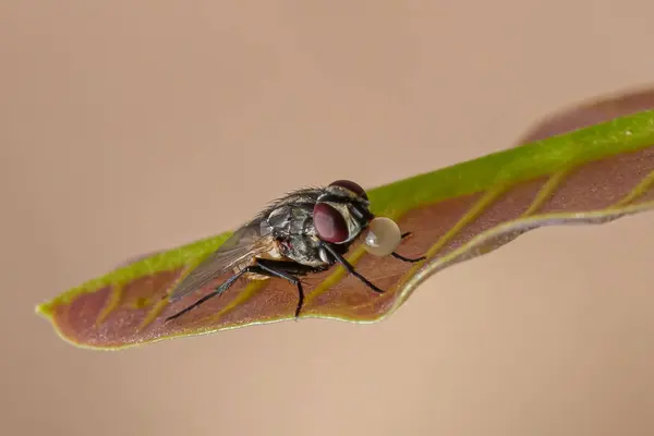 stock image a closeup of a dragonfly on a green leaf