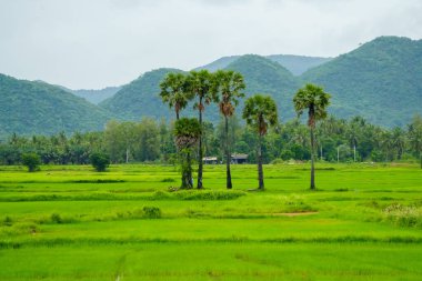 pirinç tarlası ve pirinç tarlaları, Tayland