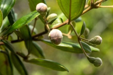 ağaç dalı üzerinde yeşil zeytin.