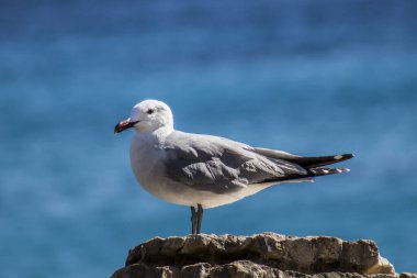 Gaviota posando en la costa, fondo azul, retrato de animales y aves.