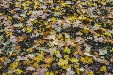 Sonbahar yaprakları yerde.