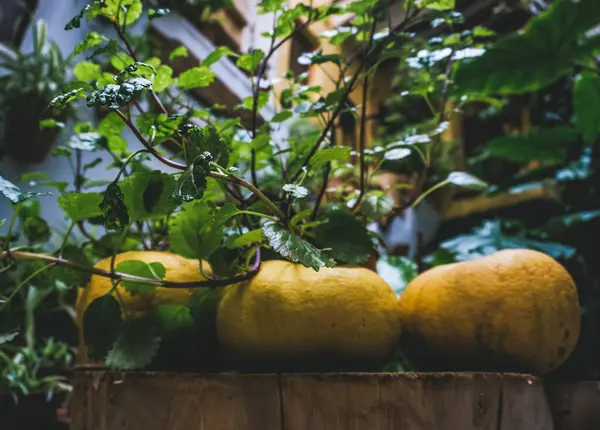 Bahçedeki ahşap masada taze balkabakları..