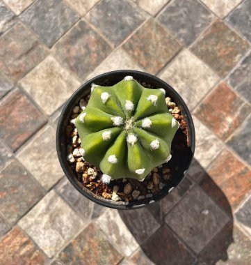 yeşil kaktüs masanın üzerinde.