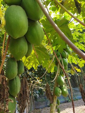 Bahçedeki ağaçtaki yeşil papaya meyvesi