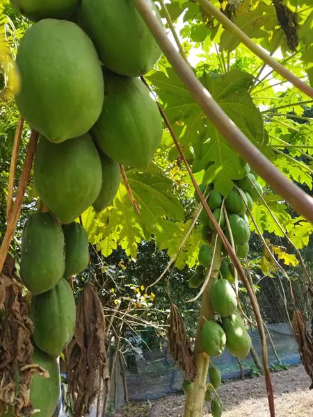 Bahçedeki ağaçtaki yeşil papaya meyvesi
