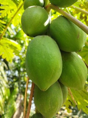 Ağaçtaki olgun elmalar