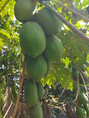 Bahçedeki ağaçta olgun yeşil papaya