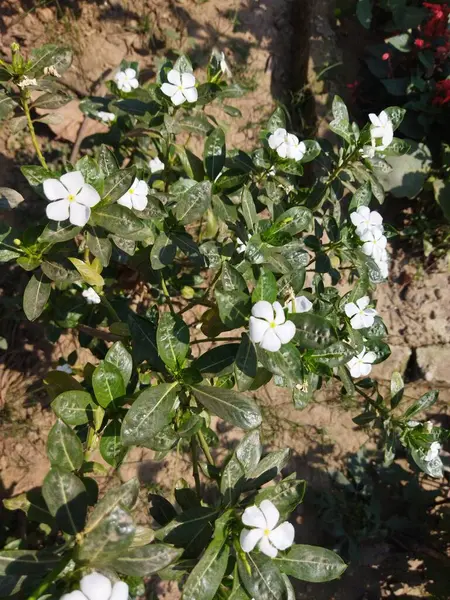 Güzel botanik fotoğrafı, doğal duvar kağıdı.