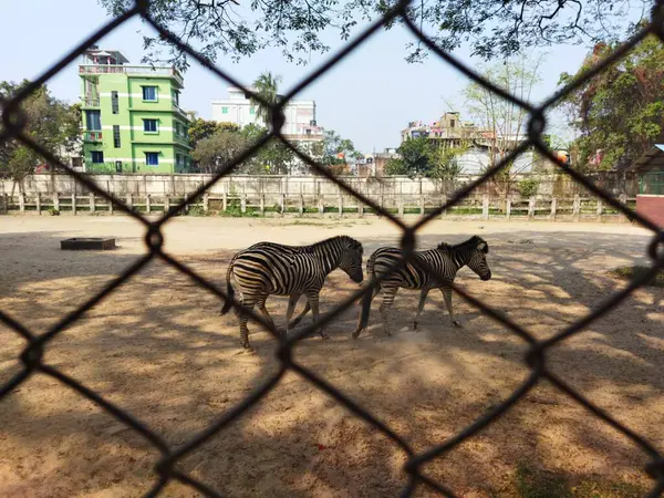 Zebra hayvanat bahçesinde