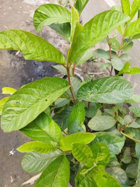 Yakın çekim - taze yapraklar ve bitkiler