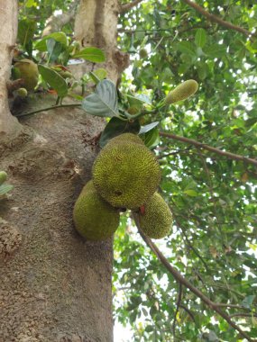 Ağaçtaki yeşil ve beyaz armudun yakın plan çekimi.