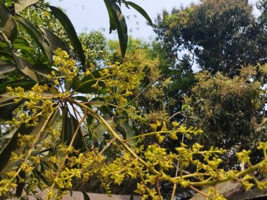 Güzel botanik fotoğrafı, doğal duvar kağıdı.
