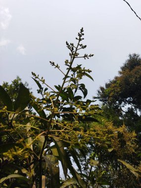 Güzel botanik fotoğrafı, doğal duvar kağıdı.