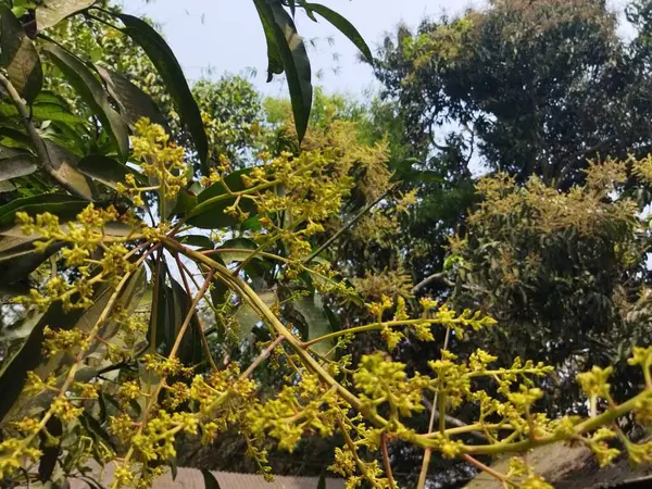 Güzel botanik fotoğrafı, doğal duvar kağıdı.